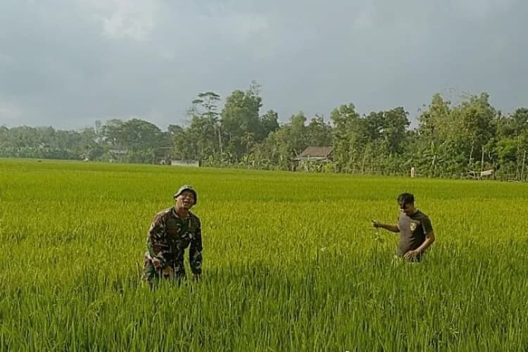 Babinsa Desa Mergayu Bantu Petani Bersihkan Rumput Liar