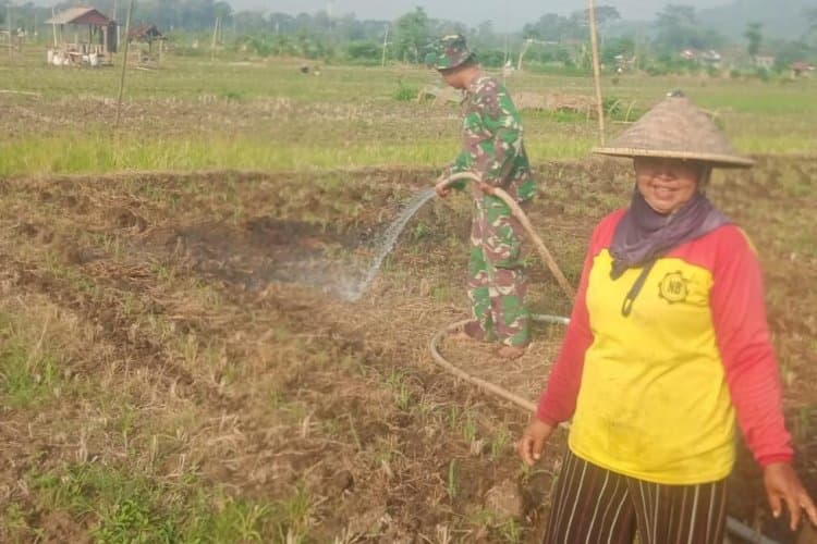 Babinsa Jaga Produktivitas Pertanian di Tengah Musim Kemarau