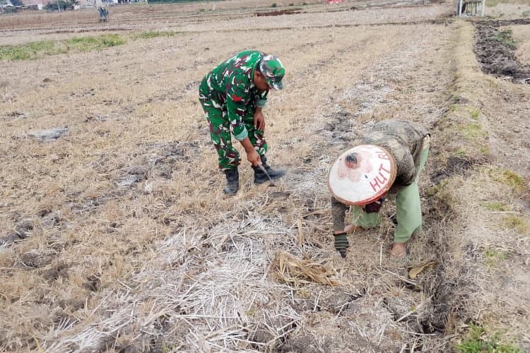 Babinsa Desa Panggunghuni Dampingi Petani Bersihkan Lahan Jagung, Dukung Ketahanan Pangan