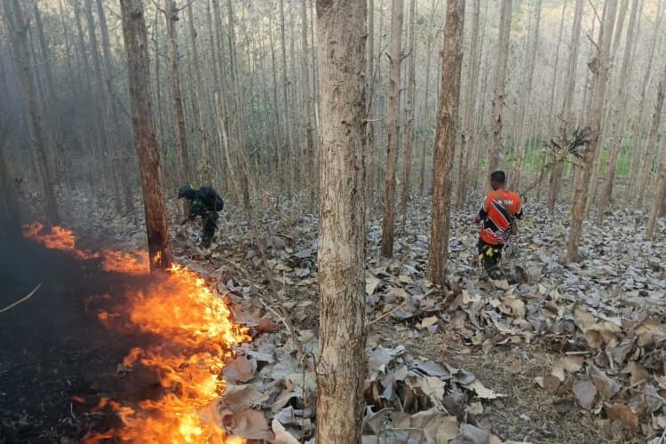 Cegah Kebakaran Meluas, Babinsa dan Perhutani Padamkan Api di Sekitar Hutan Jati Pucangan