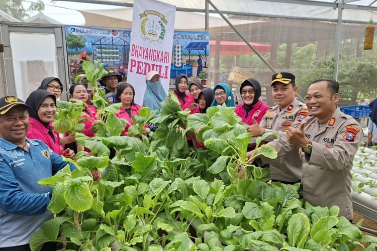 Polsek Krembangan Bersama Bhayangkari Perkuat Ketahanan Pangan Nasional Lewat Panen Sawi dan Budidaya Lele di Surabaya